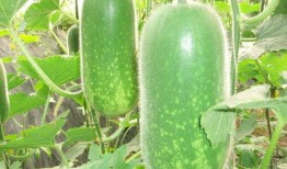 今日吃瓜热门大瓜每日更新51